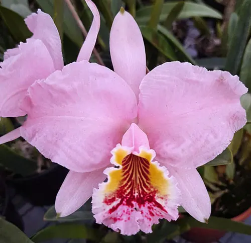 Cattleya lueddemanniana vinicolor x self (SC)