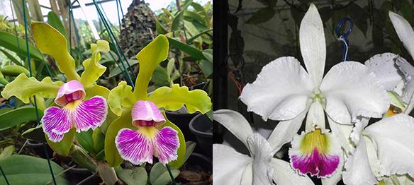 Cattleya schilleriana semi-alba x warneri semi-alba