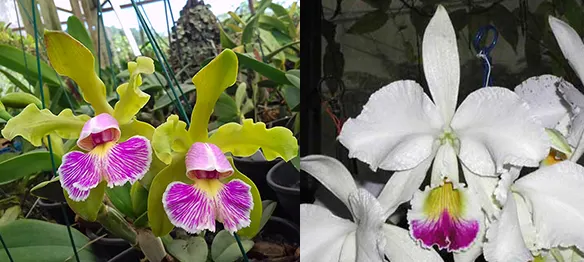 Cattleya schilleriana semi-alba x warneri semi-alba