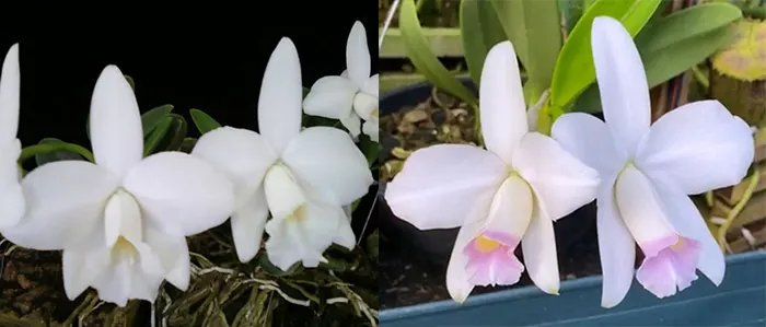 Laelia pumila alba x pumila amoena