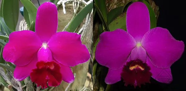 Laelia pumila rubra 'Jungle' x pumila escura '1028'