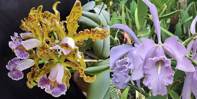 Cattleya schilleriana coerulea x maxima coerulea
