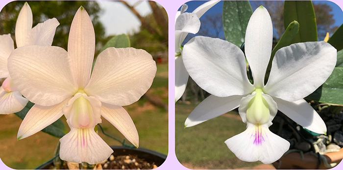 Cattleya walkeriana ('Kelly' x 'Lucelia') x 'Teteia' (nativa)