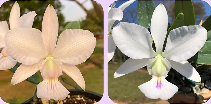 Cattleya walkeriana ('Kelly' x 'Lucelia') x 'Teteia' (nativa)