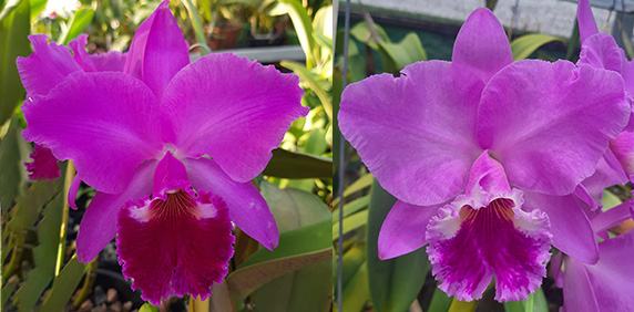 Cattleya labiata rubra 'SC' x labiata tipo 'Nakashima'