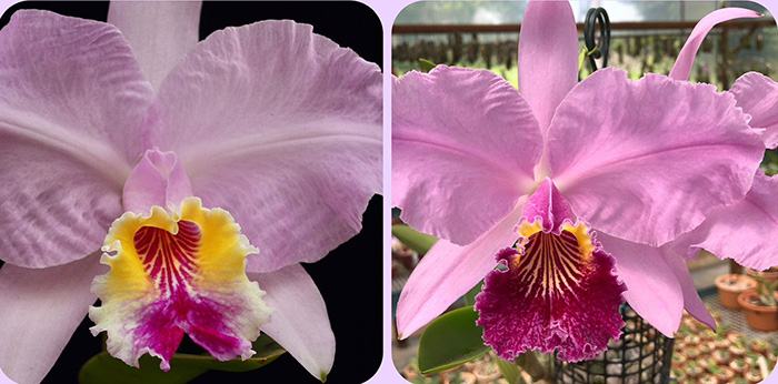 Cattleya lueddemanniana 'Agua Marinha' x lueddemanniana vinicolor 'Bomba'