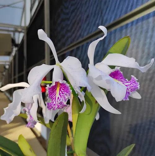 Cattleya maxima semi-alba (Bela Vista x Miura)
