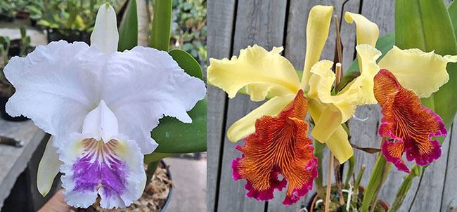 Cattleya lueddemanniana coerulea x dowiana aurea