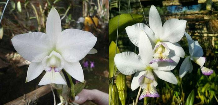 Cattleya nobilior semi-alba 'Akemi' x 'Sininho'