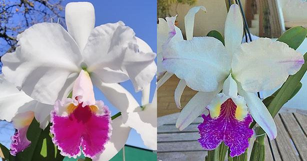 Cattleya labiata semi-alba x lueddemanniana semi-alba 'Cerro Verde'