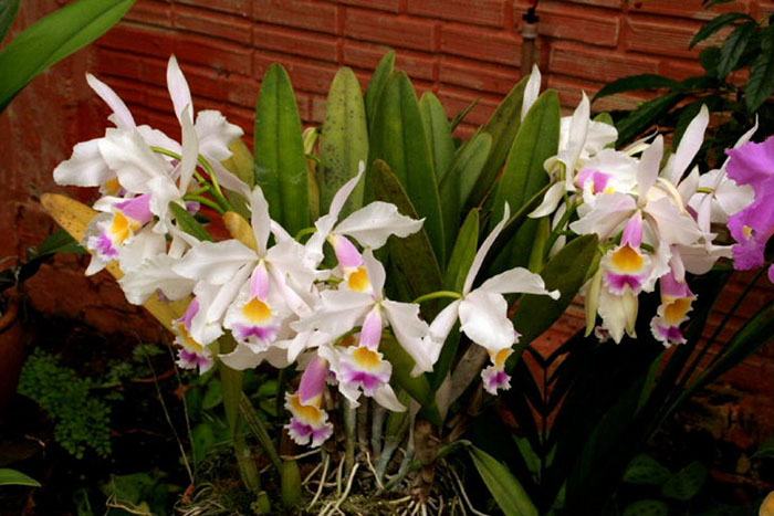 Cattleya (jenmanii semi-alba x eldorado semi-alba)