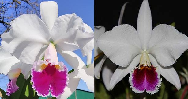 Cattleya (labiata semi-alba x percivaliana semi-aba)