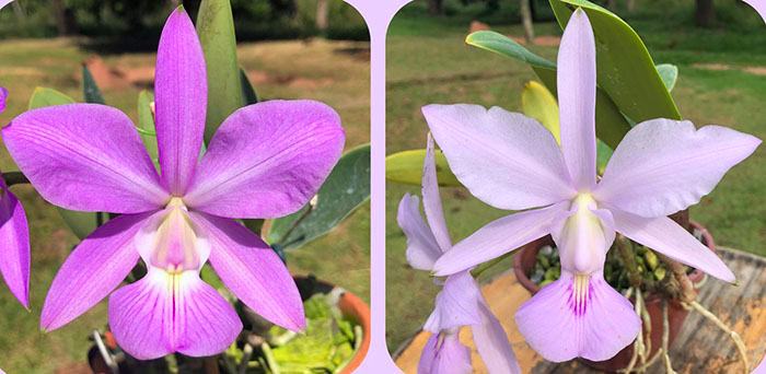 Cattleya walkeriana 'Antonio Carlos' x suave 'Sorte'