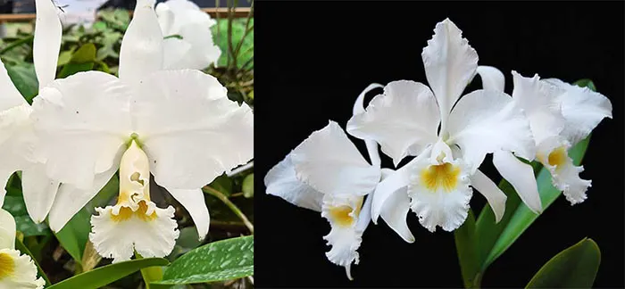 Cattleya labiata alba XXX x  labiata alba ('Jassira' х 'Pernambuco')