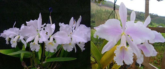 Cattleya warneri suavissima 'Ricardo Bells' x warneri amesiana 'Mem Pedro Schaffel'