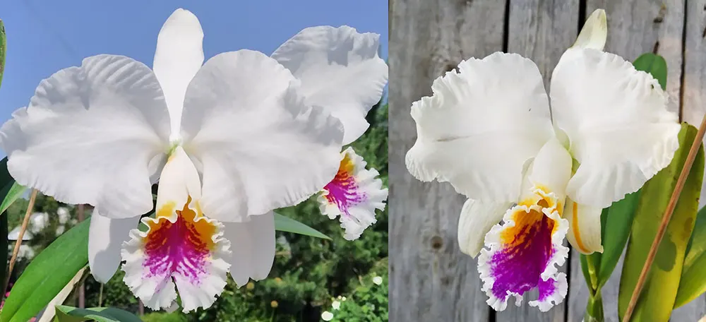 Cattleya mossiae semi-alba  'M-15' x mossiae semi-alba ('Aurora' x 'Alayon')