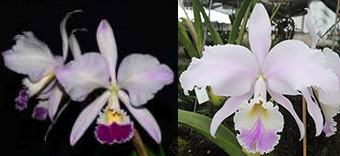 Cattleya warneri 'Lucilio Leite' x warneri amesiana 'Mem Roberto Kautsky'