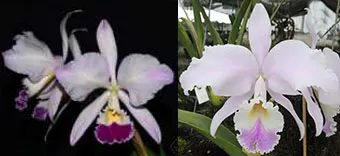 Cattleya warneri 'Lucilio Leite' x warneri amesiana 'Mem Roberto Kautsky'