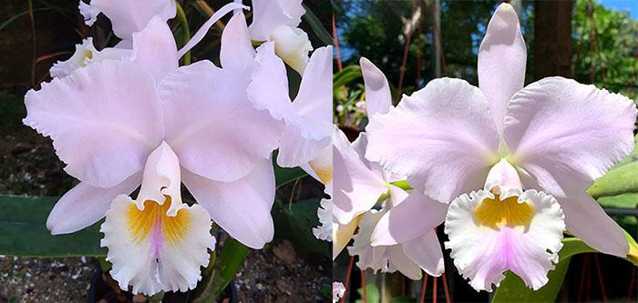 Cattleya labiata amesiana x labiata amesiana 'Marcia Regina'