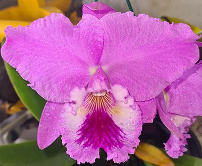 Cattleya labiata tipo (amesiana Marcia regina x Preyran)