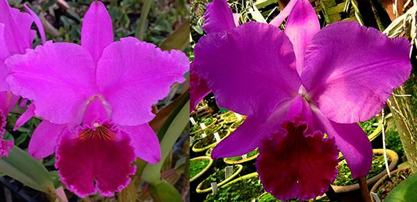 Cattleya labiata rubra 'Vera Cristina' x labiata rubra orlata 'Caliman'