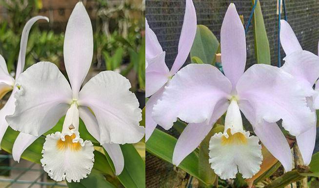 Cattleya warneri albescens ('Ricardo Bells' x 'Dona Lourdes') x warneri albescens 'Santa Teresa'