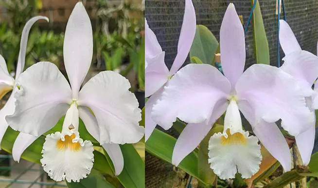 Cattleya warneri albescens ('Ricardo Bells' x 'Dona Lourdes') x warneri albescens 'Santa Teresa'