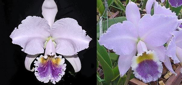 Cattleya labiata coerulea ('Junior' x 'Panelas') x labiata coerulea 'Mesa do Savio'