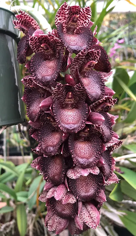Catasetum ivaneae