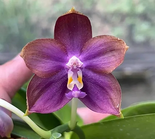 Phalaenopsis Mituo Blue Smurfs 'Sea' (MC)