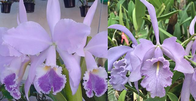 Cattleya warneri coerulea x maxima coerulea