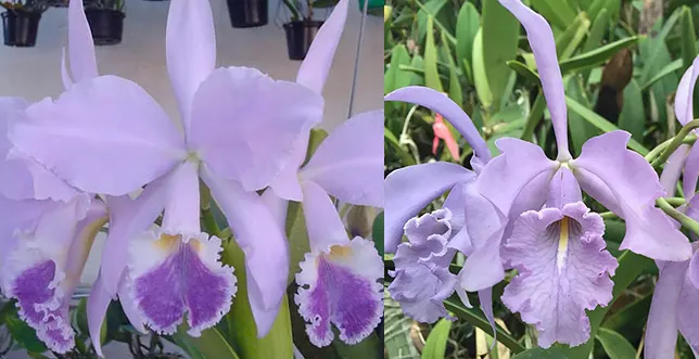 Cattleya warneri coerulea x maxima coerulea