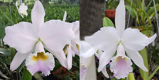 Cattleya labiata amesiana XXX x labiata amoena 'Jose Dias de Castro'