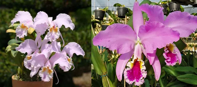 Cattleya mossiae concolor x mossiae tipo