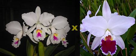 Cattleya labiata semi-alba 'Marina' x 'Caliman'