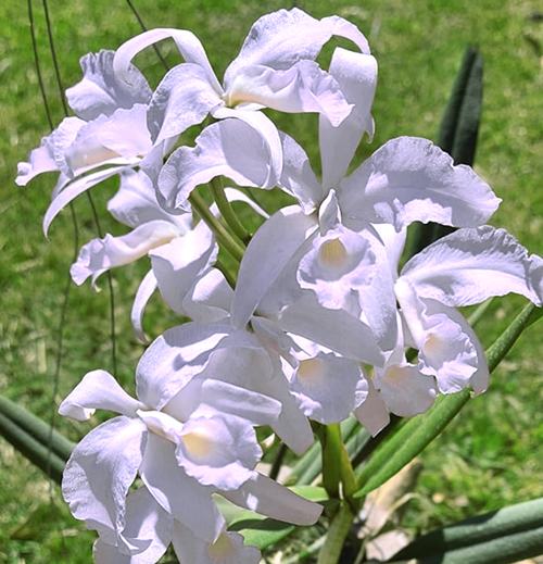 Cattleya lawrenceana albescens 'Carol' x self