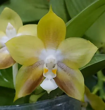 Phalaenopsis Mituo Reflex Dragon 'Green'