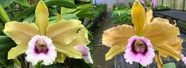 Laelia tenebrosa 'Linhares' x tenebrosa '4N Gomes'