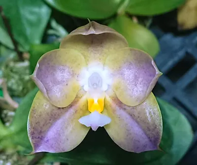 Phalaenopsis (Miro Super Star x Chienlung Red King) 'Pink Candy'