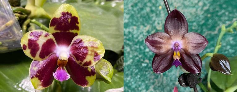 Phalaenopsis (Yaphon Image x Fusheng Beauty Star) x Mituo Purple Dragon '#43'