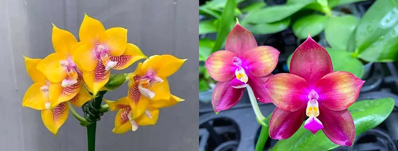 Phalaenopsis Mituo Gelb Eagle 'Y-1' x Mituo Love 'Rainbow-520'