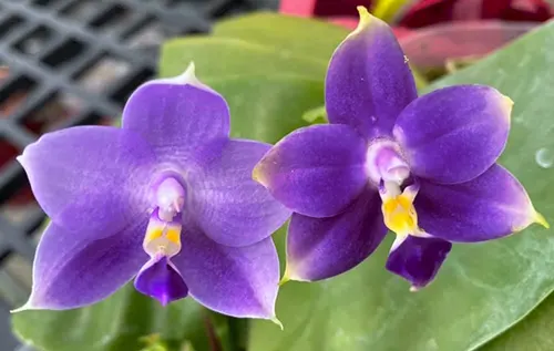 Phalaenopsis Mituo Purple Dragon 'Blue' x violacea indigo 'SWR835'