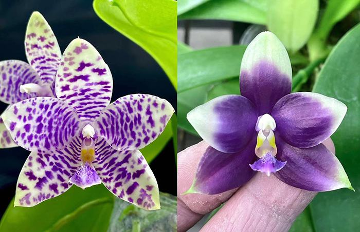 Phalaenopsis (YangYang Blue Flash x YangYang Blue Liulii)