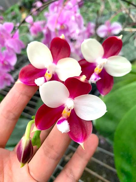 Phalaenopsis Germaine Vincent 'Yuyu Rich'