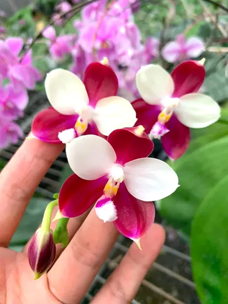 Phalaenopsis Germaine Vincent 'Yuyu Rich'