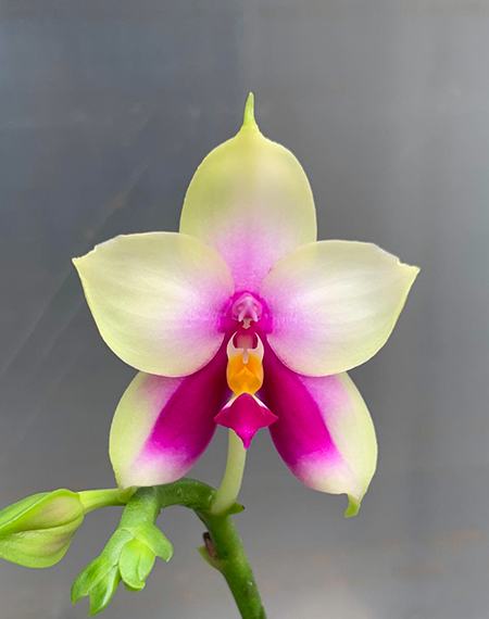 Phalaenopsis bellina SWR x self