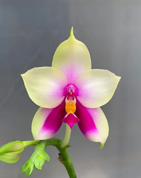 Phalaenopsis bellina SWR x self