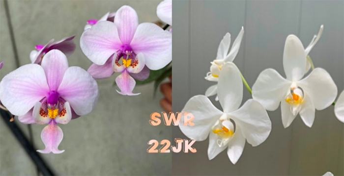 Phalaenopsis schilleriana x amabilis 'Irian Jaya'