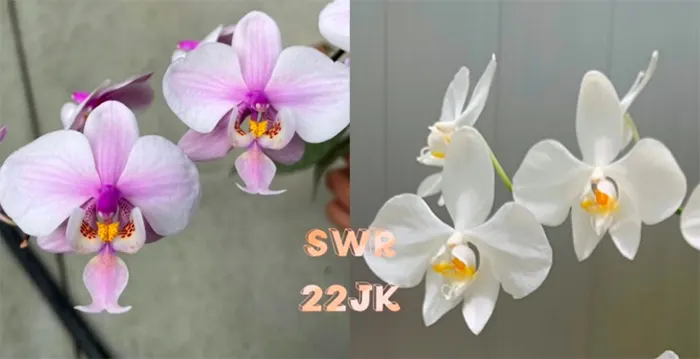 Phalaenopsis schilleriana x amabilis 'Irian Jaya'