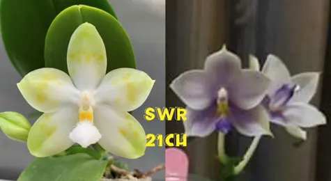 Phalaenopsis Tzu Chiang Tetralitz 'Flava' x SWR GV 'M625'